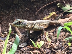 Tropidurus catalanensis