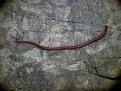 Strigamia epileptica