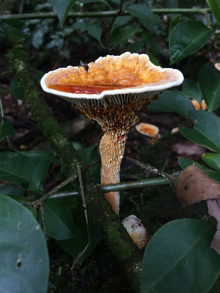 Stiptophyllum erubescens · April 2019 · photo: © deboas (iNaturalist, cc0)