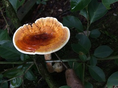 Stiptophyllum erubescens