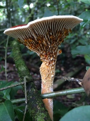 Stiptophyllum erubescens