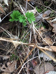 Dicentra formosa