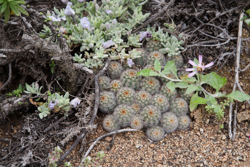 Pygmaeocereus
