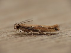 Pyroderces wolschrijni