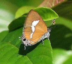 Horaga onyx
