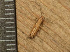 Pyroderces wolschrijni