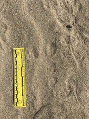 Dipodomys deserti