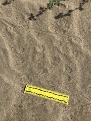 Dipodomys deserti