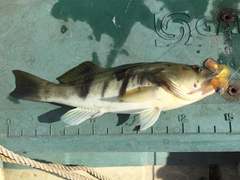 Paralabrax nebulifer