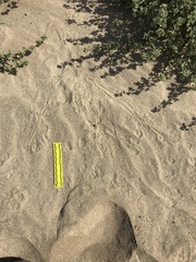 Dipodomys deserti