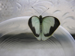 Leptophobia aripa aripa