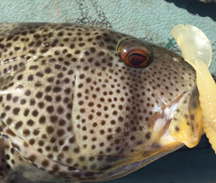 Paralabrax nebulifer