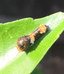 Paralabrax nebulifer