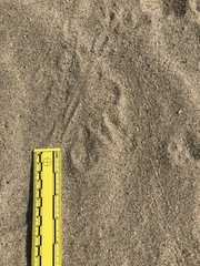 Dipodomys deserti