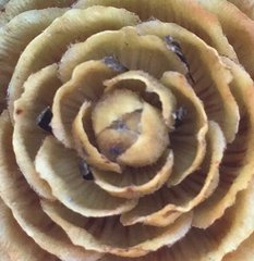 Paralabrax nebulifer