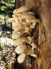 oyster mushroom (Pleurotus ostreatus)