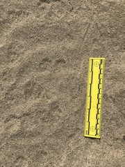 Dipodomys deserti