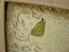 Leptophobia aripa aripa