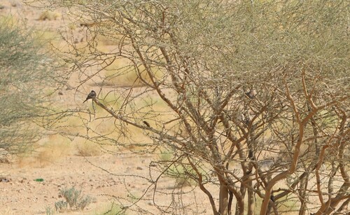Laughing Dove