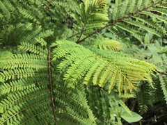 Jacaranda acutifolia