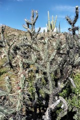 Cylindropuntia molesta