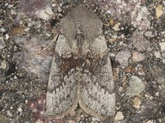 Orthosia pulchella