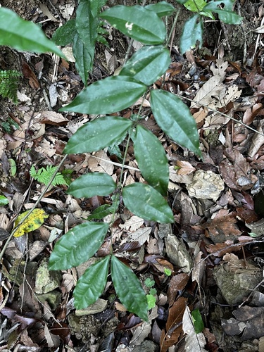 Strychnos cathayensis (Strychnos cathayensis)