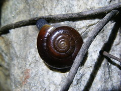 Glyptostoma gabrielense