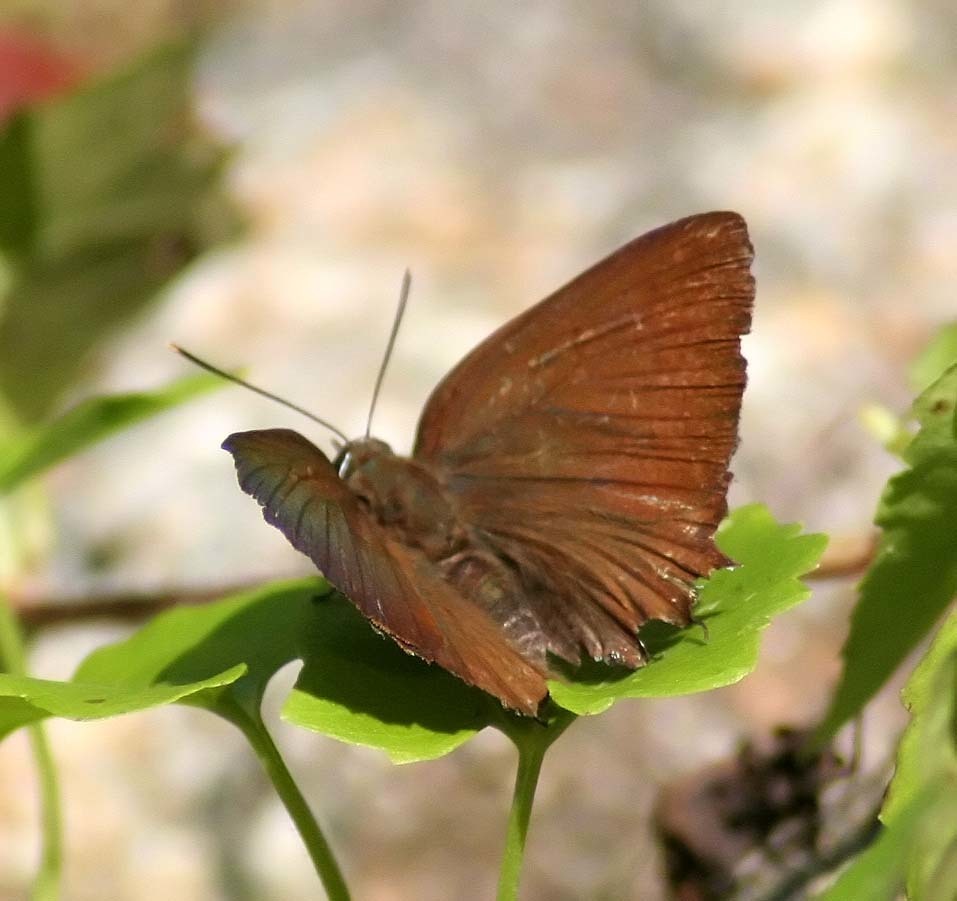 Scarce Silverstreak Blue