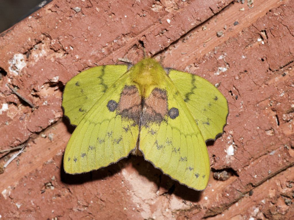 Trabala viridana