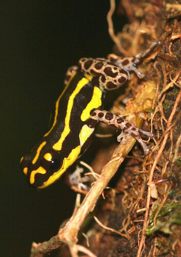 Tahuayo Poison Frog, Ranitomeya flavovittata