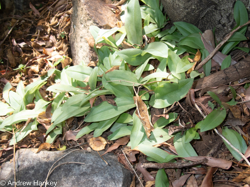 Winter Cauline Woodorchid (Bonatea pulchella)