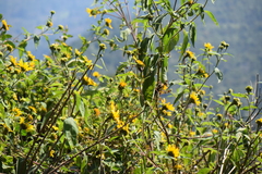Tithonia longiradiata