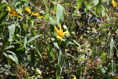 Tithonia longiradiata