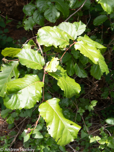 Brown Ironwood (Homalium dentatum)