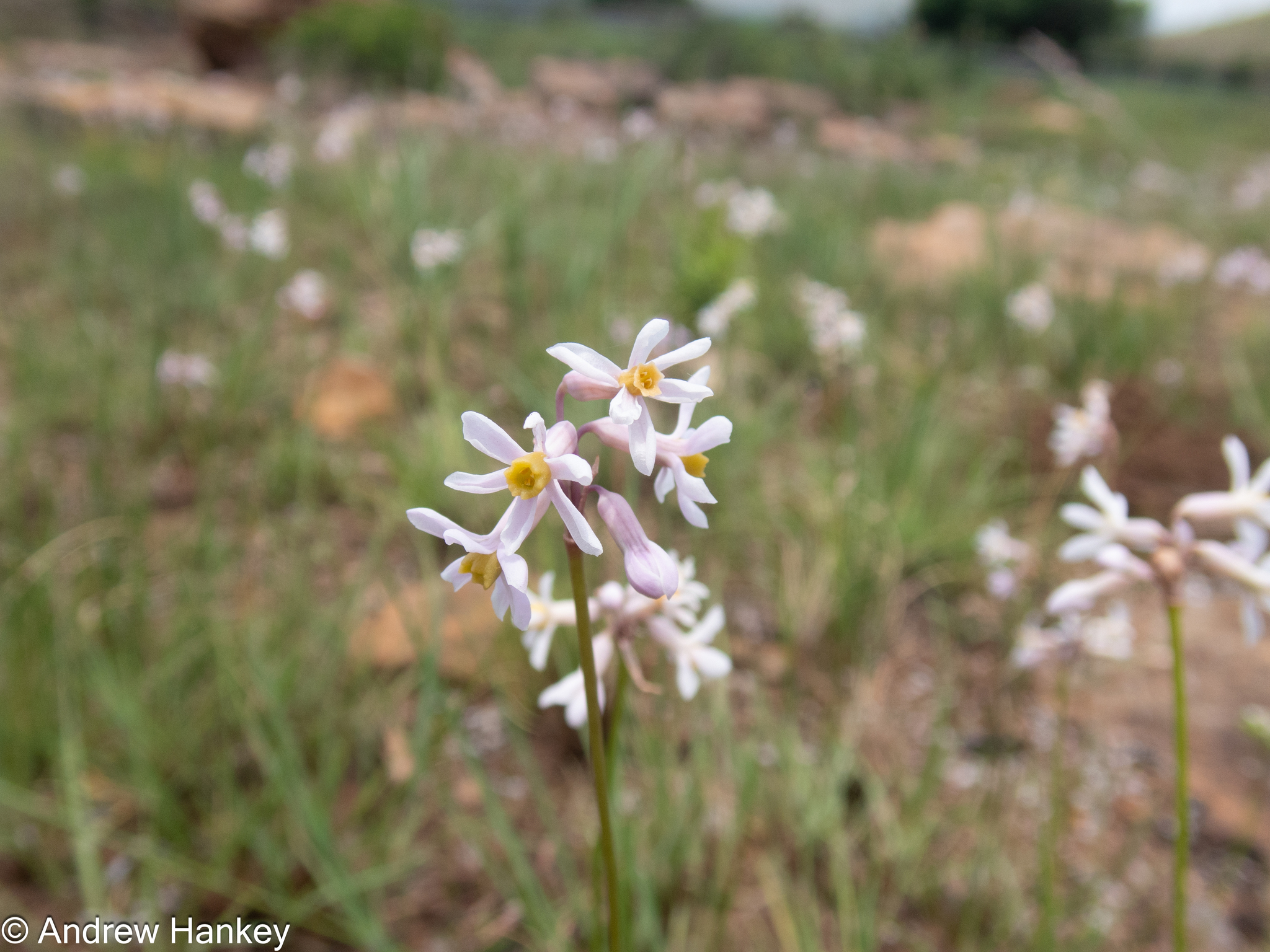 Poets Garlic (Tulbaghia coddii)