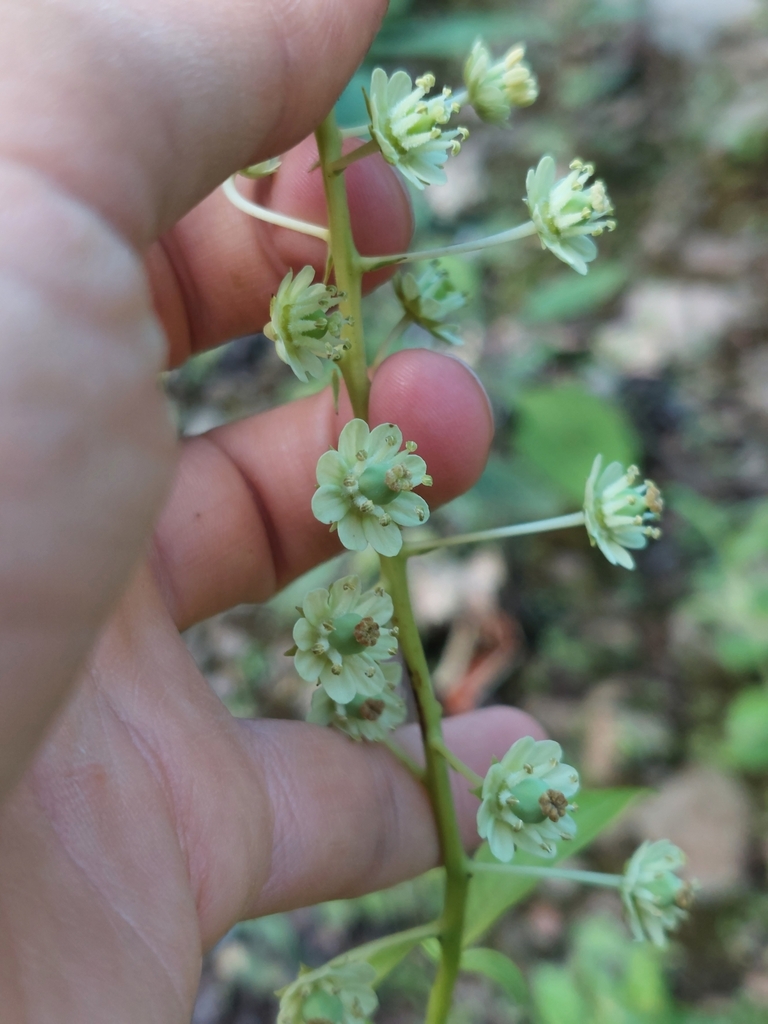 Tovaria pendula (Tovaria pendula)