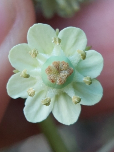 Tovaria pendula, photograph 2