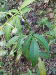 Tovaria pendula, photograph (c) Daniel Mesa, some rights reserved (CC BY)