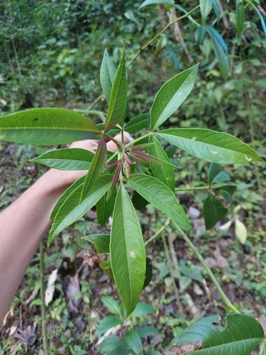 Tovaria pendula, photograph 5