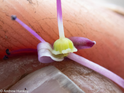 Ledebouria remifolia