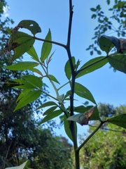 Tovaria pendula, photograph (c) Daniel Mesa, some rights reserved (CC BY)