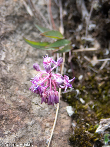 butterspoon African hyacinth (Ledebouria remifolia)