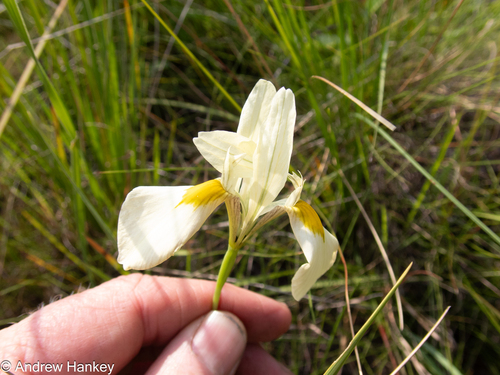 Early Yellow Moraea (Moraea muddii)
