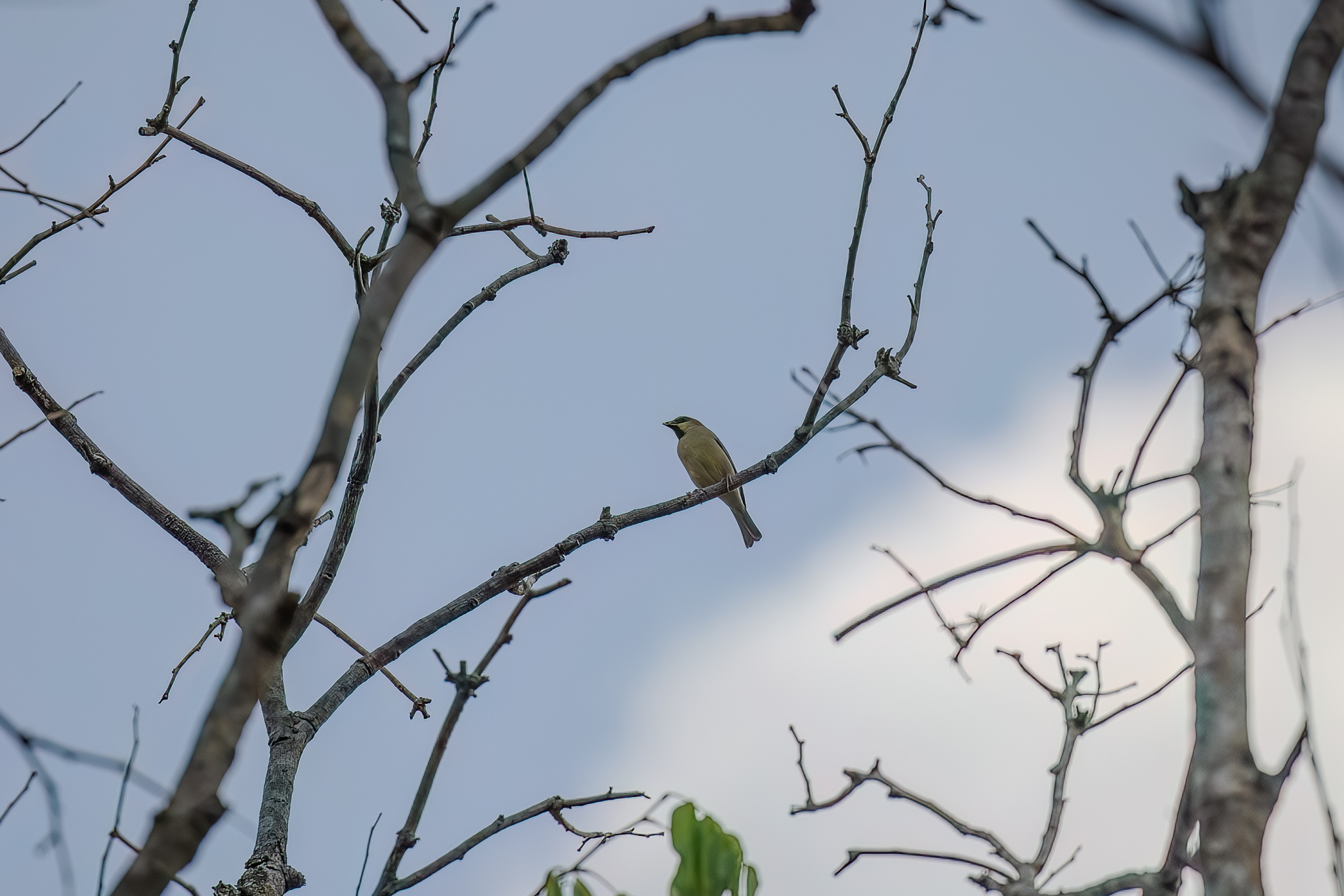 Plain-backed Sparrow