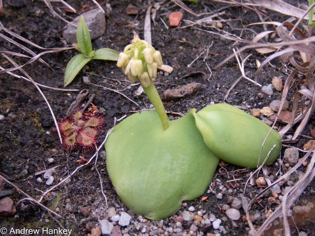 Ledebouria monophylla, Ehlanzeni, ZA-MP, ZA