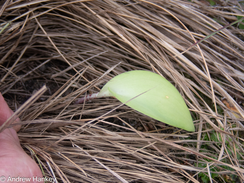 Ledebouria monophylla