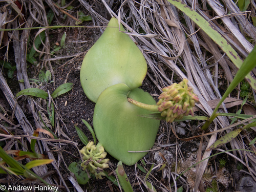 Ledebouria monophylla