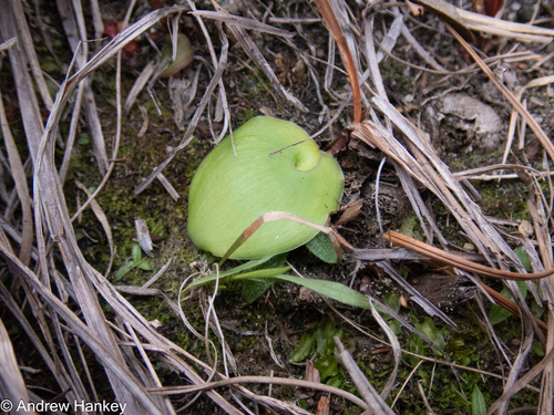 Ledebouria monophylla