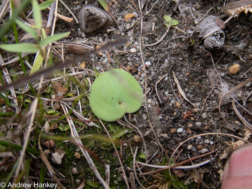 Ledebouria monophylla